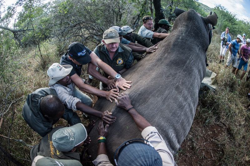 Rhino operation by Wildlife ACT