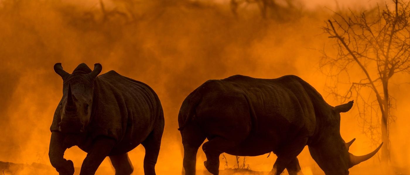 Es oficial: somos la empresa líder de safaris en África 2022