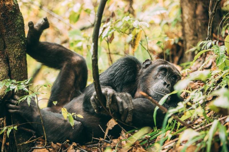 Chimpanzee playing on the forest floor