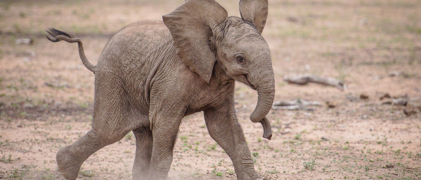 Cuddle Goals: 10 Cutest Baby Animal Photos of All Time