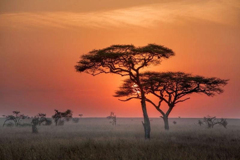 Experience picturesque sunsets in the Serengeti