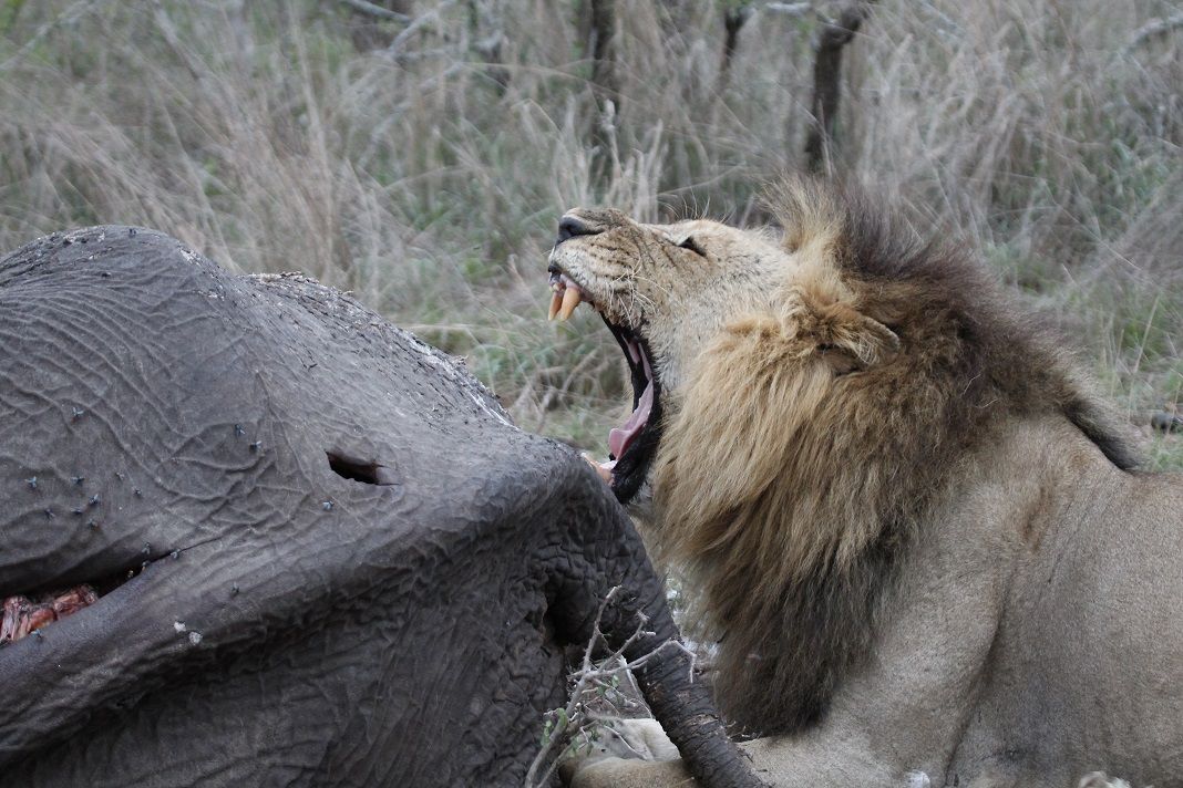 An (Unfortunate) Elephant Buffet: Silvan Safari Blog