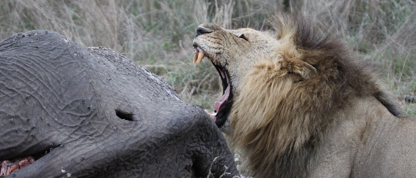An (Unfortunate) Elephant Buffet: Silvan Safari Blog