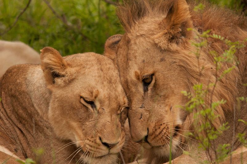 The Lion King
