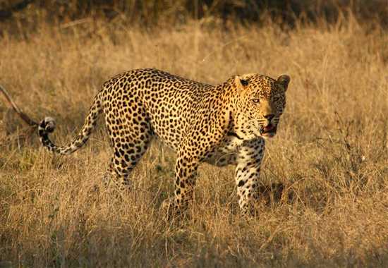 Sam on Safari | Exeter & Londolozi in Photos