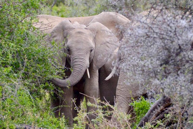 An elephant emerges from the thick Karoo bush, its trunk curled while feeding on leaves.