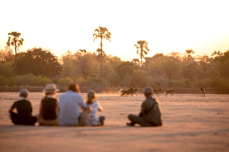 A group of safari-goers watches a pack of wild dogs cross a dusty riverbed