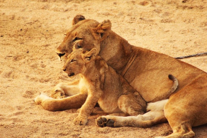 Lions Cubs