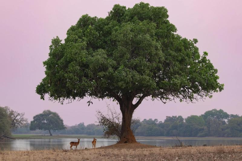 Scenic lagoon and tree in the Lower Zambezi during a Zambia safari