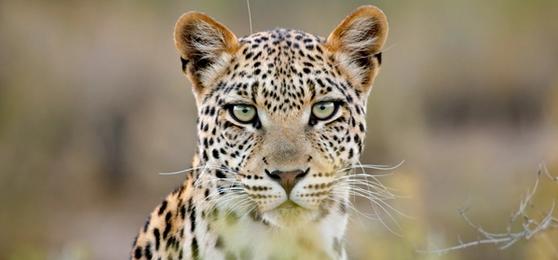 10 Best Places to See Iconic African Animals on Safari
