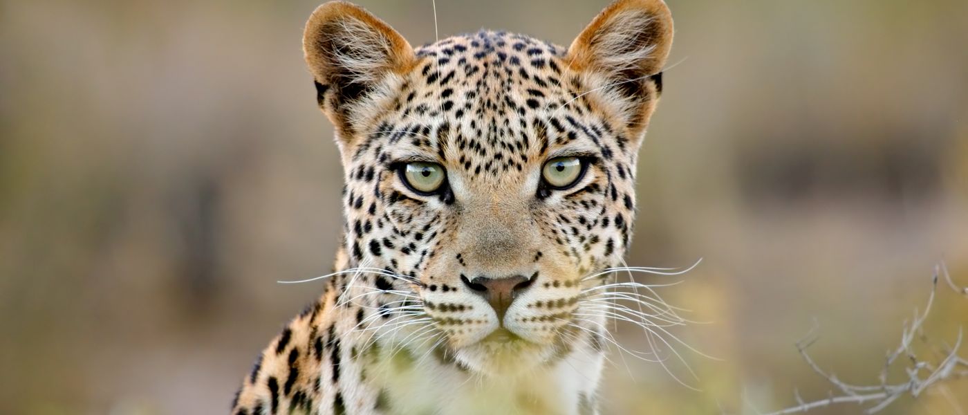 Best Spots to See Iconic African Animals