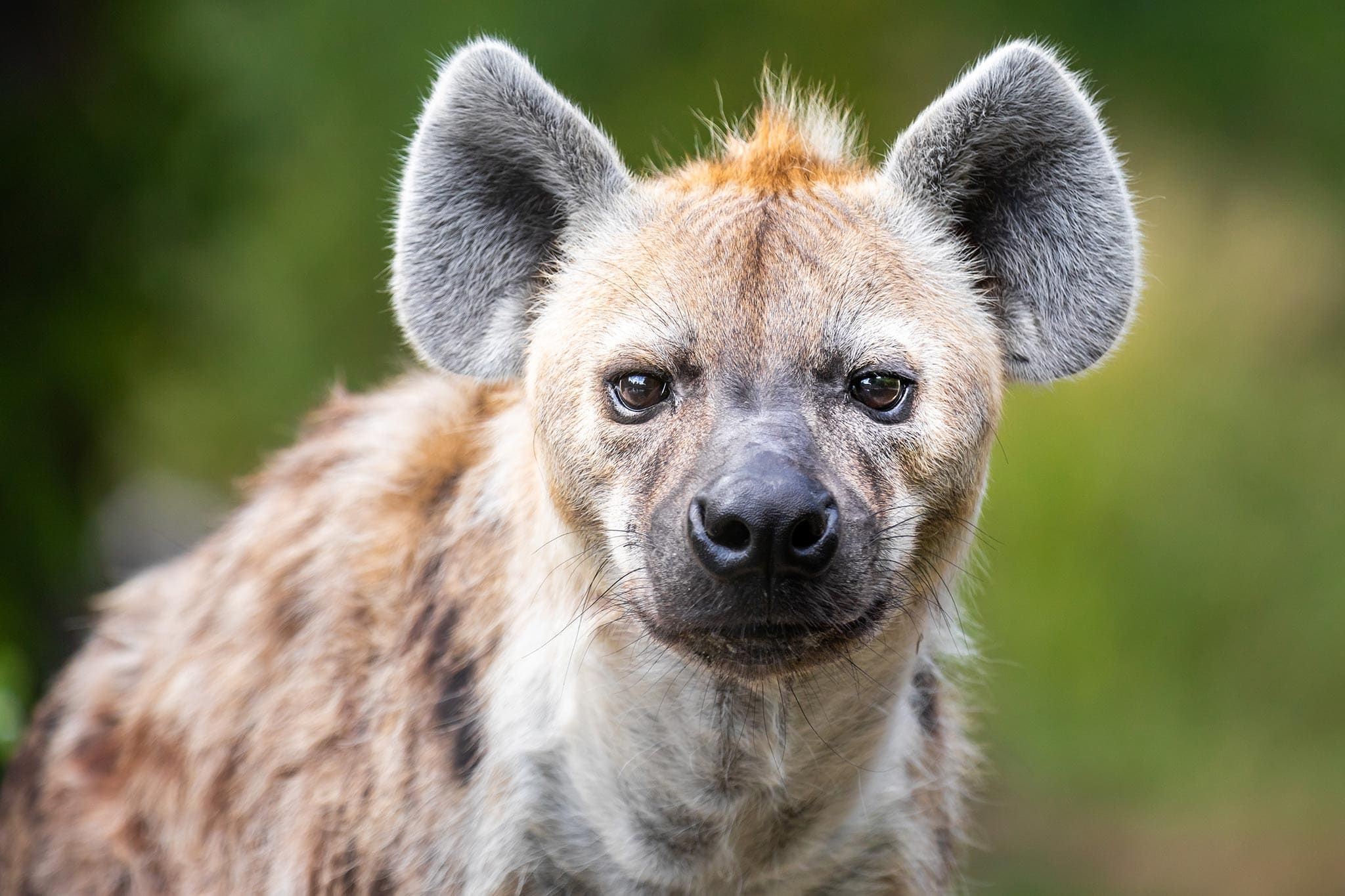 Hyena Feeding Time in Ethiopia