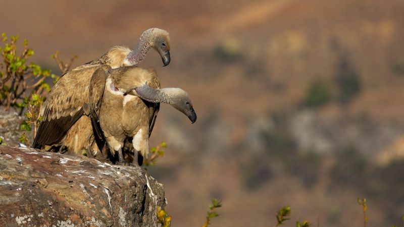Two young Cape vultures