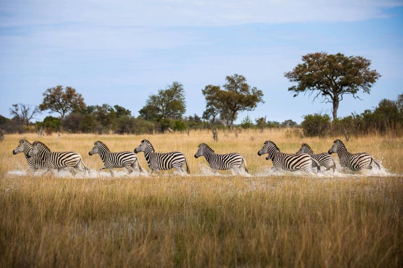 A herd of zebras gallops through the golden grasslands of the Okavango Delta, splashing through shallow water as they move across the floodplain.