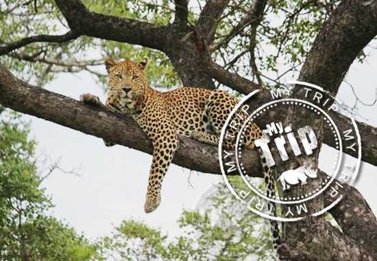 My Trip | "My first leopard sighting in a tree" by Glenn Weston
