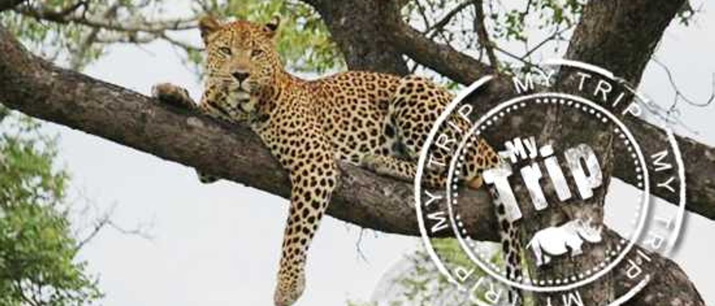 My Trip | "My first leopard sighting in a tree" by Glenn Weston