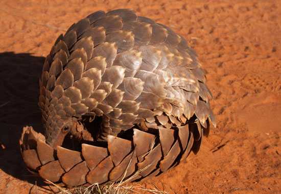 Happy Pangolin Day