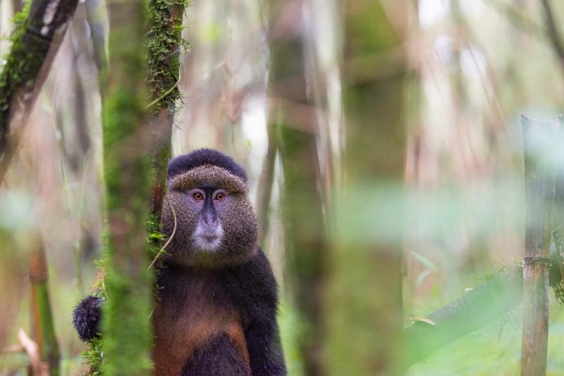 A golden monkey amidst a forest in Rwanda