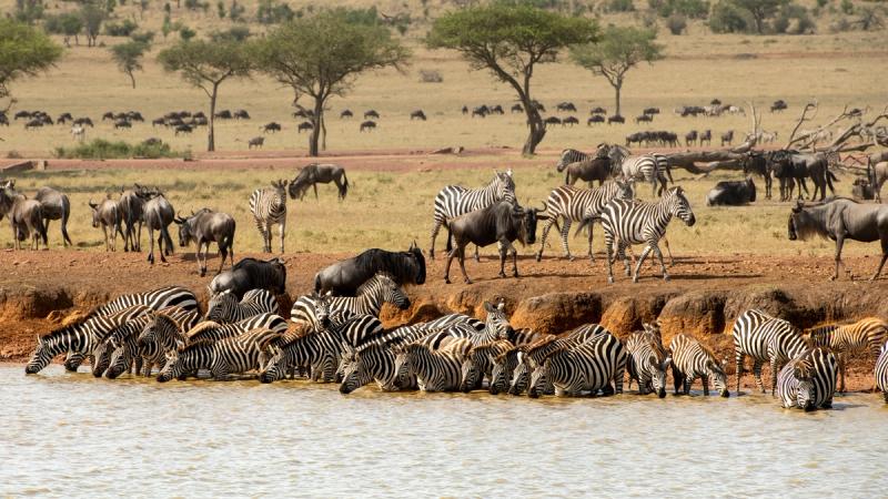 A large group of zebras drinking at a waterhole in the Serengeti, with wildebeests grazing in the background during the Great Migration, set against a vast savannah landscape with scattered acacia trees.
