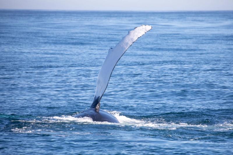 A whale showing its fin in Gansbaai with Marine Dynamics