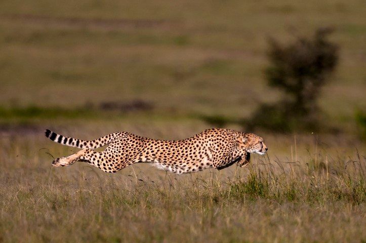 A cheetah captured while sprinting