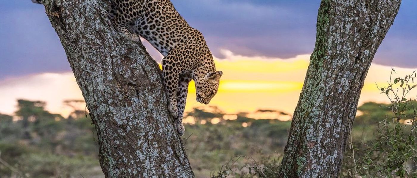 Weshalb wir Leoparden lieben – wissenswerte Fun Facts