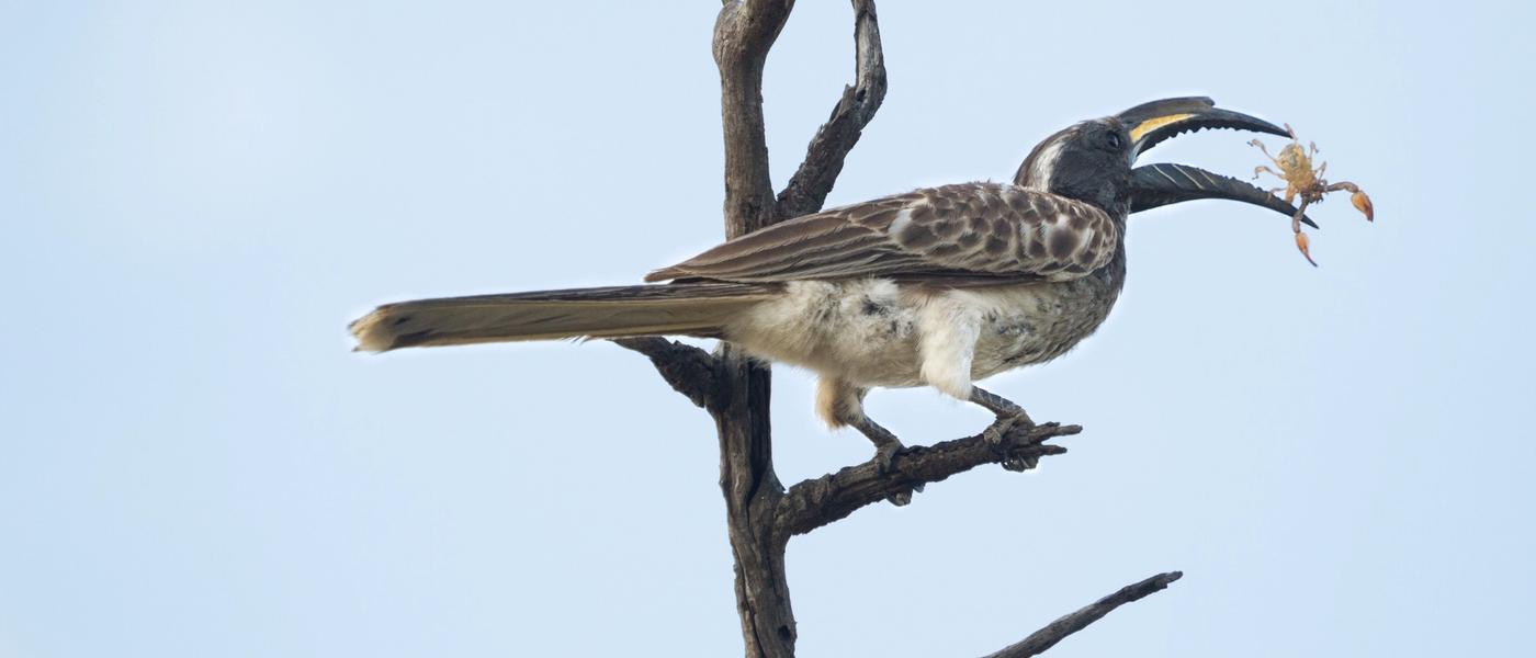 Rare Finds at Cheetah Plains: Birding Safaris