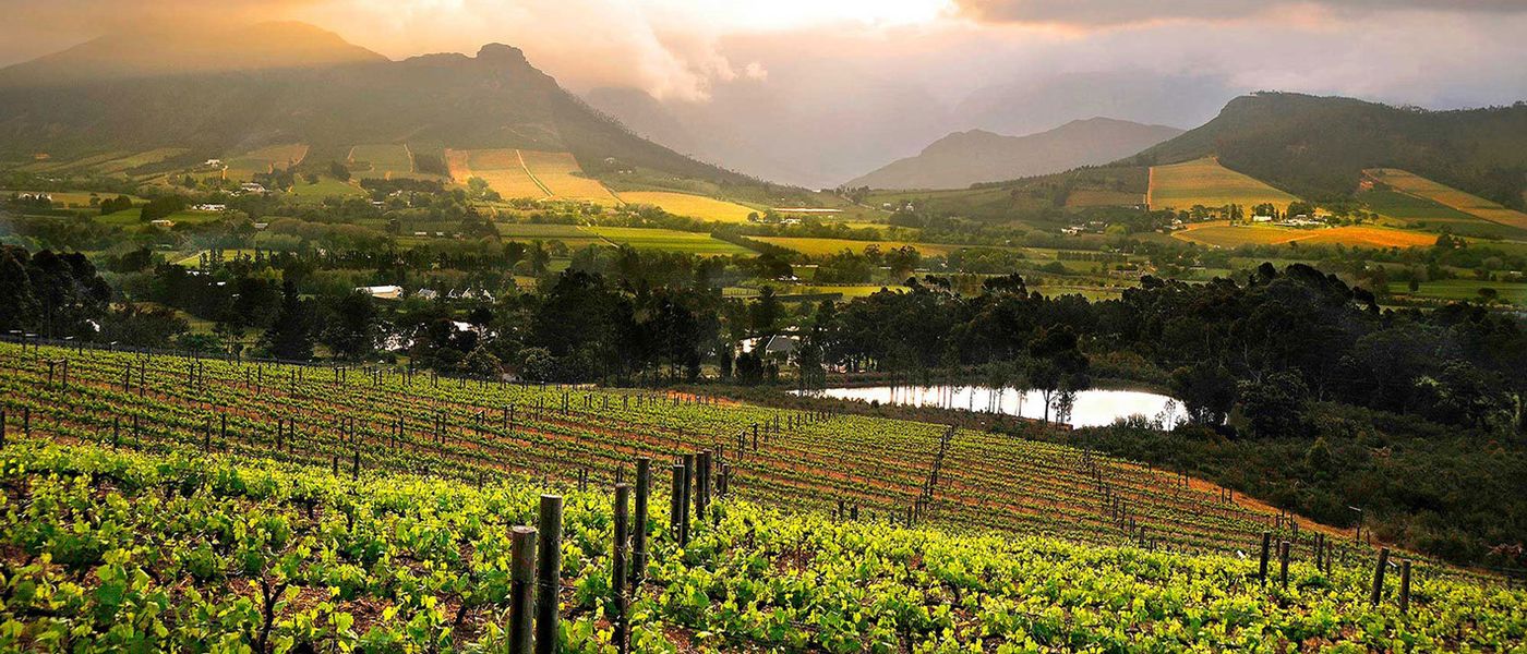 Constantia et Stellenbosch: deux vignobles incontournables de la région du Cap