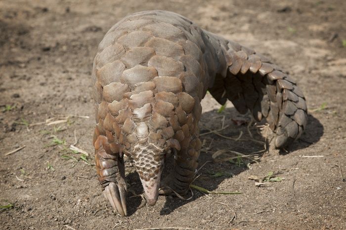 The endangered pangolin