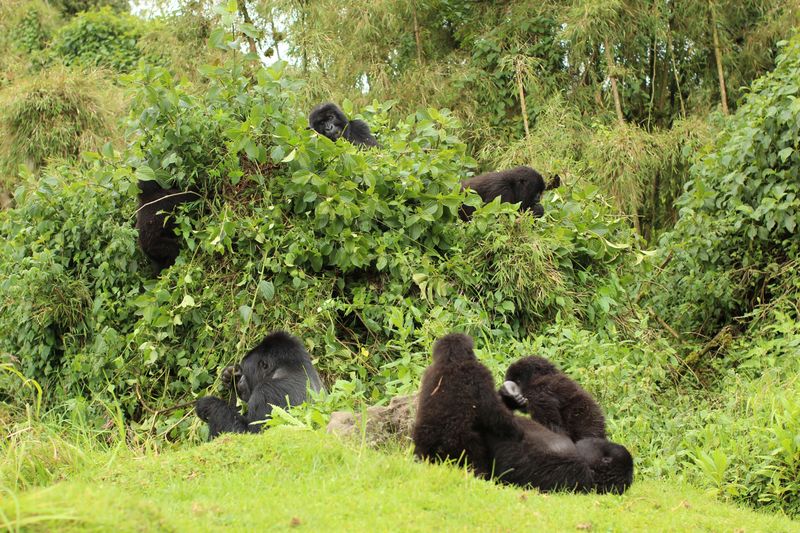 A group of mountain gorillas lounges and forages in dense green foliage.