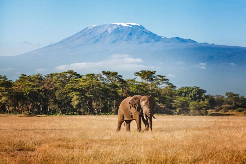 Elephant with the backdrop of Mount Kilimanjaro