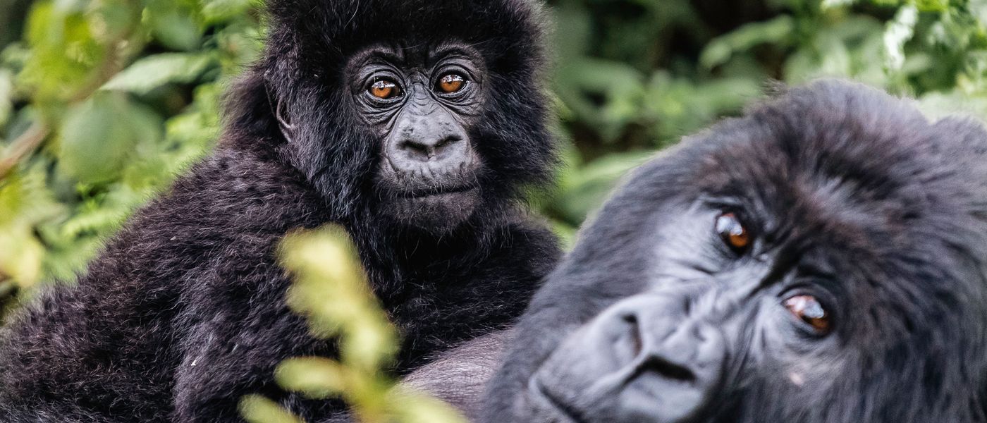 Eco-tourism in Rwanda and Its Impact