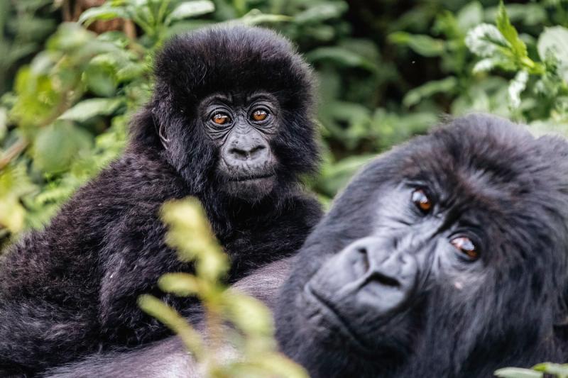 Mountain gorillas cuddle each other