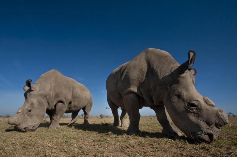 Two northern white rhinos graze side by side under a cloudless blue sky