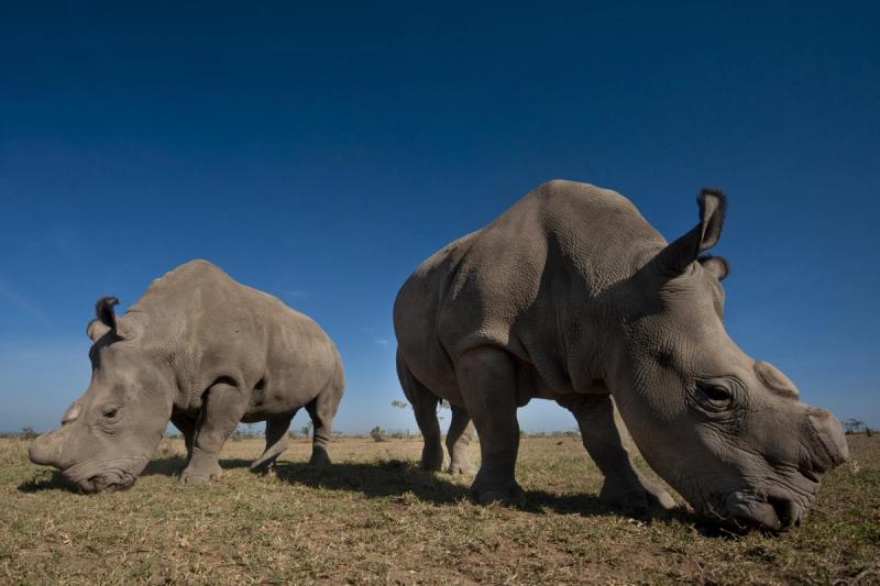 Two northern white rhinos graze side by side under a cloudless blue sky