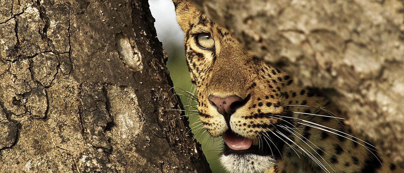 Redescubre la naturaleza con Londolozi Varty Camp