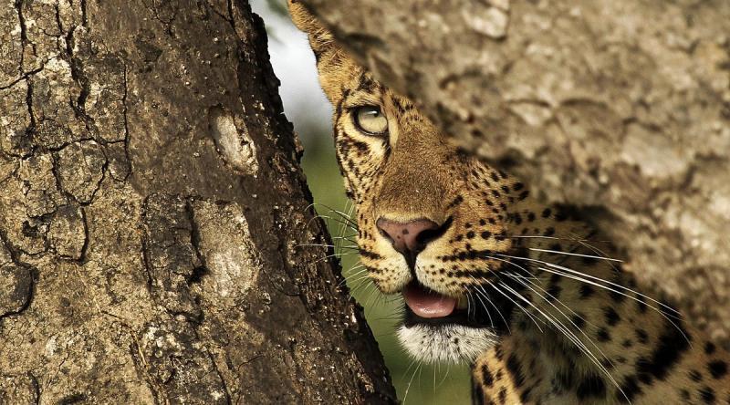 One of the famed leopards of Londolozi