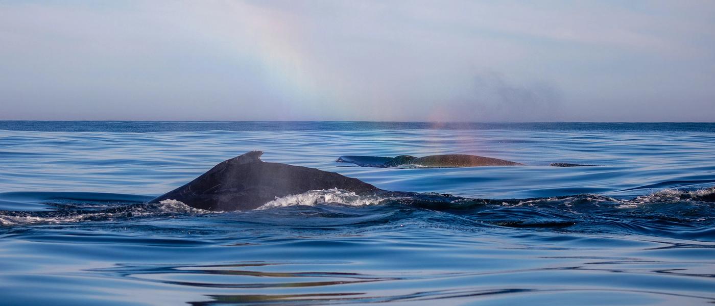 Whale Watching in Pictures