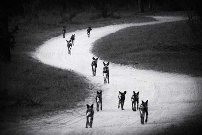 Londolozi