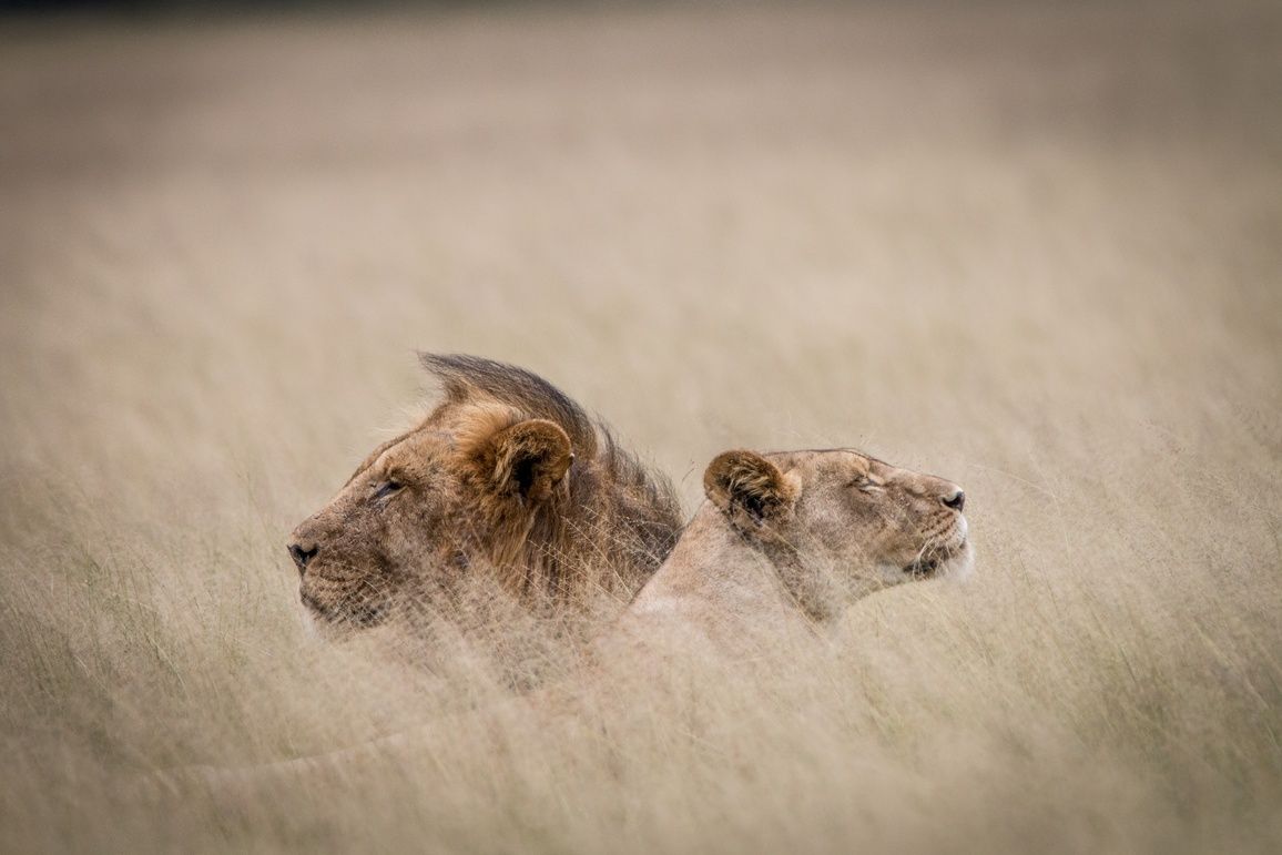 10 Best Africa Wildlife Documentaries