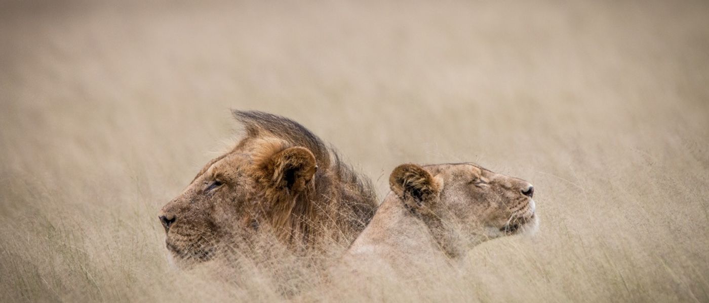 10 Best Africa Wildlife Documentaries
