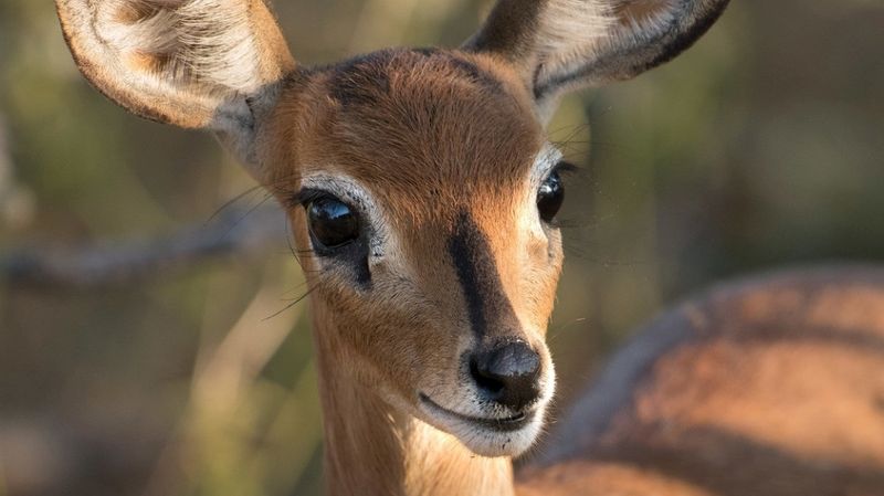 Close-up of a female steenbok