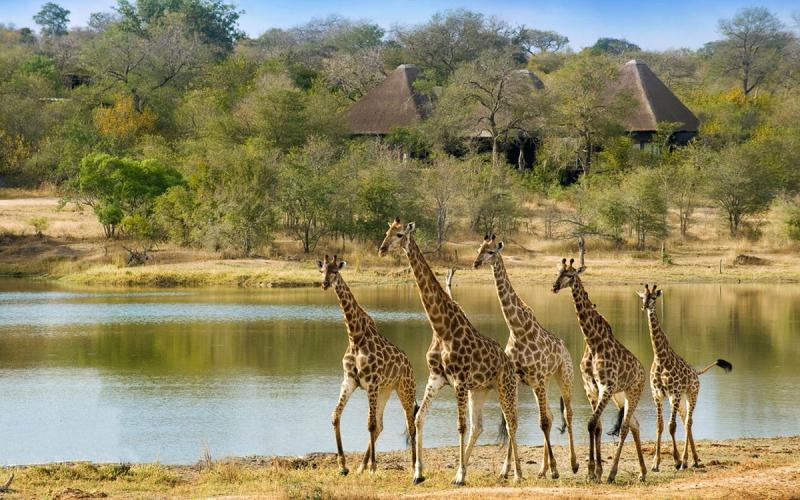 Eine Gruppe Giraffen nahe der Chitwa Chitwa Game Lodge