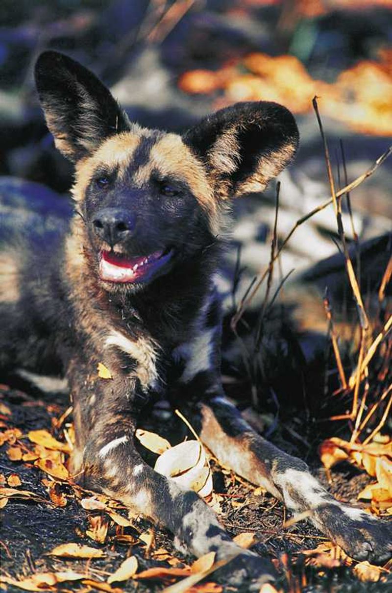 Wild dog in the wild...