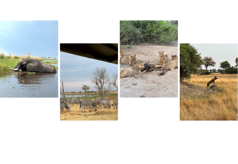 A collection of amazing sightings our Travel Expert had on safari in Botswana