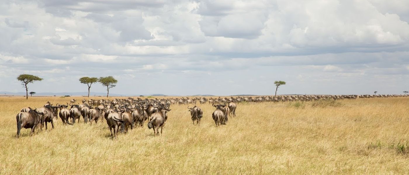 36 Things You Should Know About the Great Wildebeest Migration
