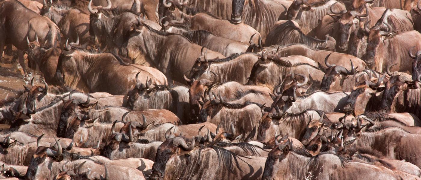 Die Große Tierwanderung in 4 Minuten