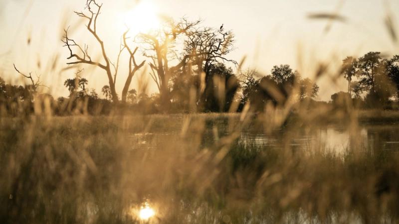 Golden evening light filters through tall grasses as silhouetted trees rise above the Delta wetlands.