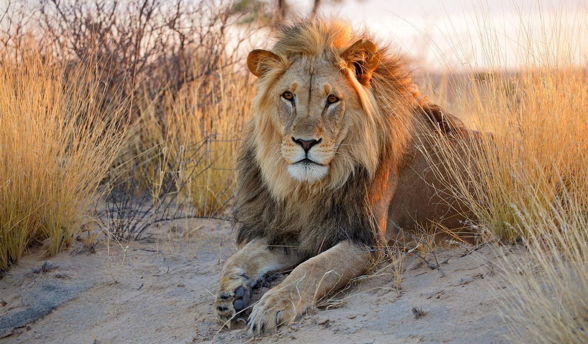 Was eine Safari in Namibia einzigartig macht