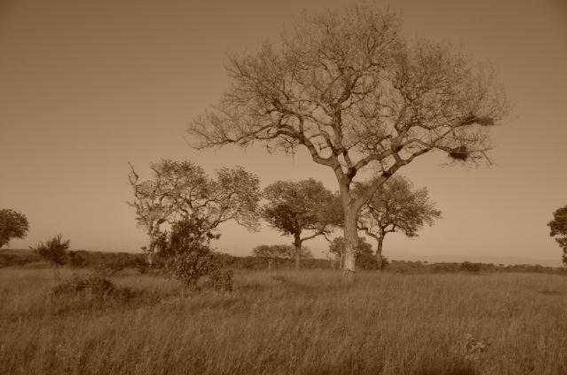Africa
